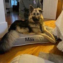 Working Dog Cross All Grown Up from Lone Star King Shepherds