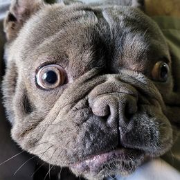 French Bulldogs from Noah’s Park Retreat