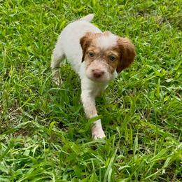 Birdie - Orange roan female Brittany puppy in Stillwater, Oklahoma from Kennel de Fowler