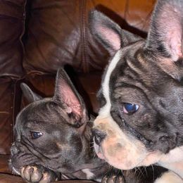 French Bulldogs from First Loved French Bulldogs