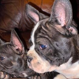 French Bulldogs from First Loved French Bulldogs