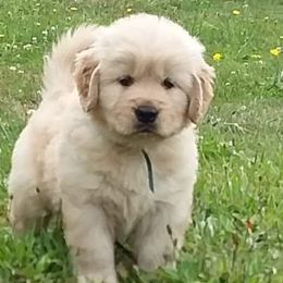 Golden Retrievers from Browns Golden Delights