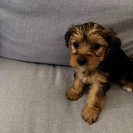 Bruno - Chocolate, tan and white male Yorkshire Terrier puppy in Bear Creek, North Carolina from Lizzy's amazing trios