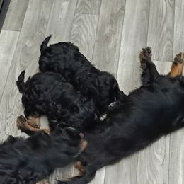 Cavapoo Puppies from Carolina Canines