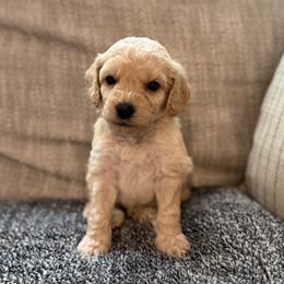 Leo - Cream male Goldendoodle puppy in Fayetteville, Arkansas from Mountain Grove Doodles