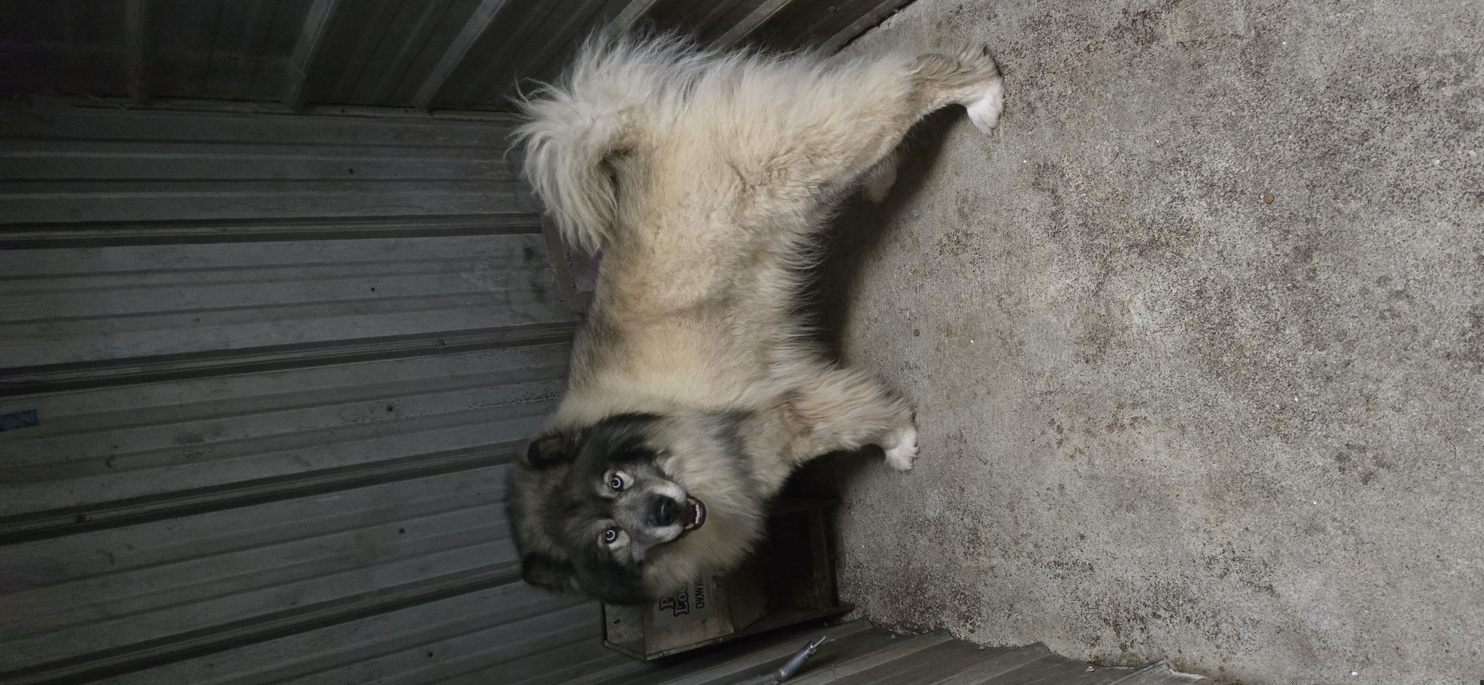 Maverick - Siberian Husky