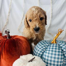 Cider - Cream male Goldendoodle puppy in Cedartown, Georgia from Loyal Doodles