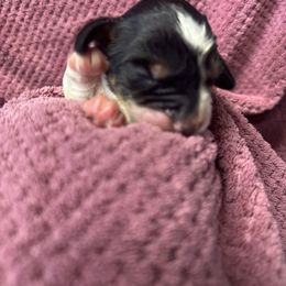 Bolt - Black white and tan male English Springer Spaniel puppy in Bessemer, Michigan from Joyspring English Springer Spaniels