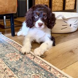 Hermoine - Tri-color female Cavapoo puppy in Beresford, South Dakota from DAKOTA DOOD RANCH