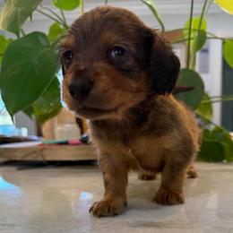 Sable Boy 1 - Sable male Dachshund puppy in Apopka, Florida from The HotDog Stand