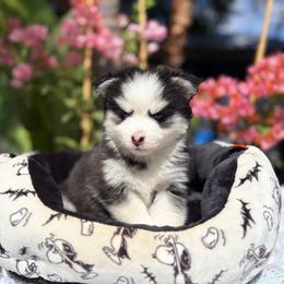 Percy - Black and white female Pomsky puppy in Homeland, California from Lara's Ranch Pomskies