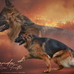 Uganda - German Shepherd