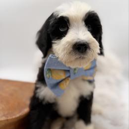 Sol - Black and white male Bernedoodle puppy in Ocala, Florida from Bernedoodles of Florida