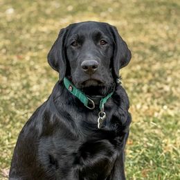 Labrador Retriever Puppies from Hillstone Labradors