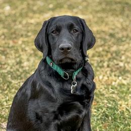 Labrador Retriever Puppies from Hillstone Labradors