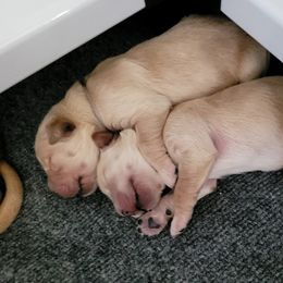 Golden Retriever Puppies from Middlecreek Goldens