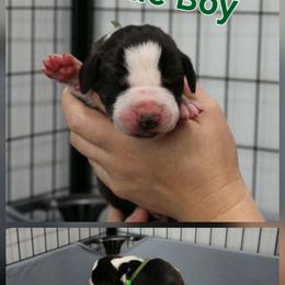 Green Collar Boy - Mantle male Great Dane puppy in Longview, Texas from Lazy A Danes