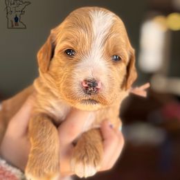 January - Apricot Goldendoodle puppy in Lancaster, Minnesota from North Star Dog Training