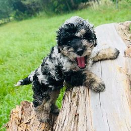 Tofu - Blue merle Aussiedoodle puppy in Watertown, Wisconsin from Little Bear Paws Aussiedoodles