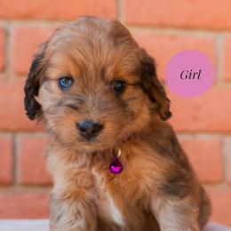 Aussiedoodle and Goldendoodle Puppies from Ever After Doodles Arizona