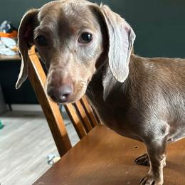 Dachshunds from The Greyline Dogs