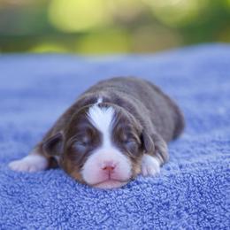Jazz - Red tri-color female Miniature American Shepherd puppy in Stephenville, Texas from Diamond H Aussies