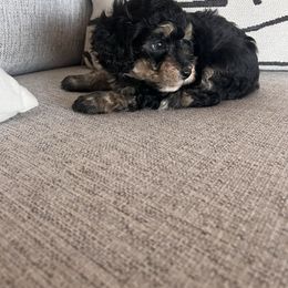 Boy 2 - Phantom male Poodle puppy in Queen Creek, Arizona from Prestigious Toy Poodles
