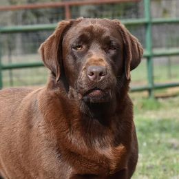 Labrador Retrievers from Candy Labs