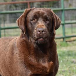 Labrador Retrievers from Candy Labs