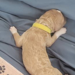 French Bulldog and Goldendoodle Puppies from Good Vibes Puppies