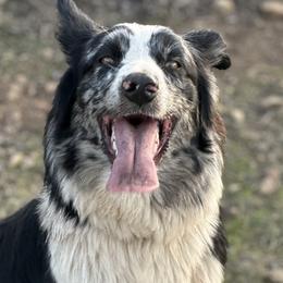 Australian Shepherds and Great Pyrenees from Faith Family Freedom Farm
