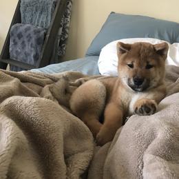 Shiba Inu Puppies from Absolute Shibas