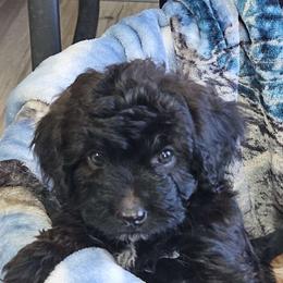 Cavapoo, Cockapoo, Goldendoodle, and Maltipoo Puppies from Perdue Puppies