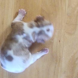 Chosen - Blenheim female Cavalier King Charles Spaniel puppy in Albany, Oregon from Hit Parade Cavaliers
