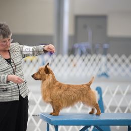 Trueman - Australian Terrier