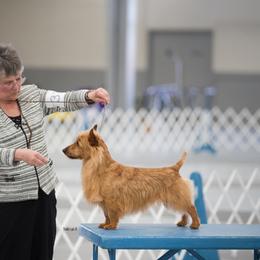 Trueman - Australian Terrier