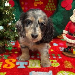Dark green collar - Dapple male Dachshund puppy in Chicago, Illinois from RGZ Doxies