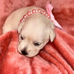 White Girl - White female Miniature Schnauzer puppy in Boaz, Alabama from Sweet Home Schnauzers