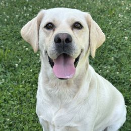 Rosie - Labrador Retriever