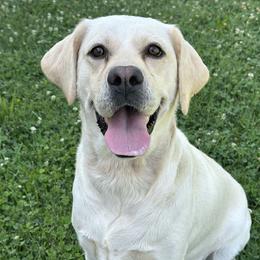 Rosie - Labrador Retriever