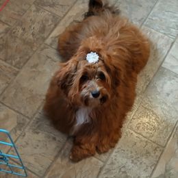 Havanese Puppies from Spring Meadow Havanese
