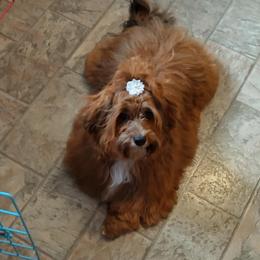 Havanese Puppies from Spring Meadow Havanese