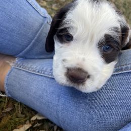 English Springer Spaniel Puppies from Cedar Ridge Kennels
