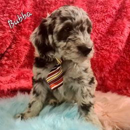 Sheepadoodle Puppies from Mountain View Family Doodles