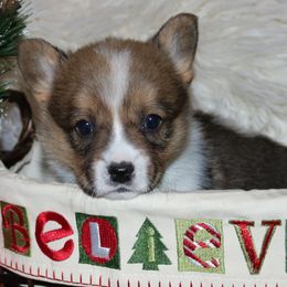 Pembroke Welsh Corgi Puppies from Wild West Corgis of Texas