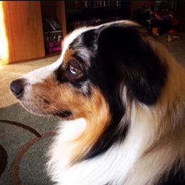Archer - Australian Shepherd