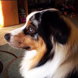 Archer - Australian Shepherd