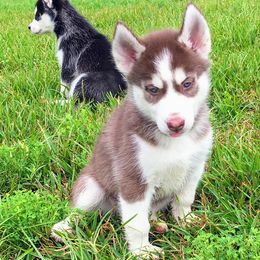Siberian Husky Puppies from Texas Siberian Husky Kennels