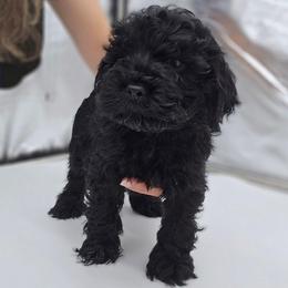 Winston - Black male Cockapoo puppy in New Jersey from Teddy Bear Cockapoos