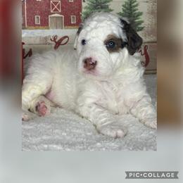 Moon - Black and white male Bernedoodle puppy in Hillsboro, Oregon from Myt fine doodles